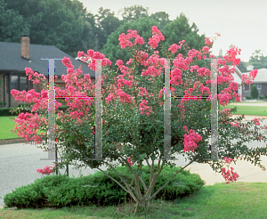 Picture of Lagerstroemia indica 