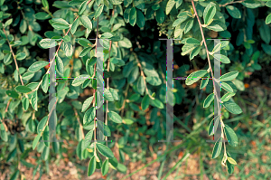 Picture of Cotoneaster salicifolius 