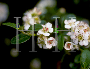 Picture of Cotoneaster salicifolius 