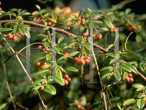 Picture of Cotoneaster salicifolius 