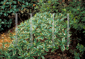 Picture of Daphne odora 'Aureo Marginata'