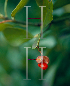 Picture of Euonymus japonicus 