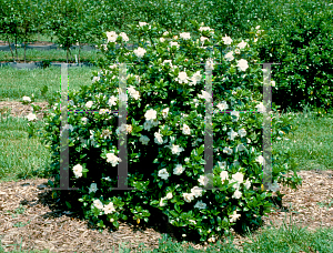 Picture of Gardenia augusta 