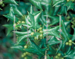 Picture of Ilex cornuta 