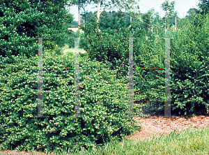 Picture of Ilex crenata 