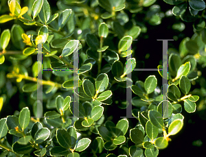 Picture of Ilex crenata 