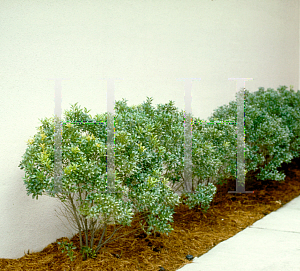 Picture of Ilex glabra 