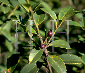 Picture of Ilex latifolia 