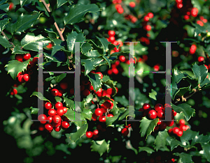 Picture of Ilex x meserveae 