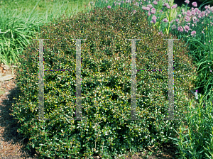 Picture of Ilex vomitoria 'Nana'