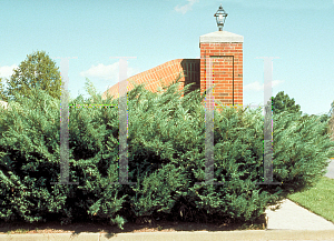 Picture of Juniperus chinensis 