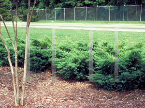 Picture of Juniperus chinensis 