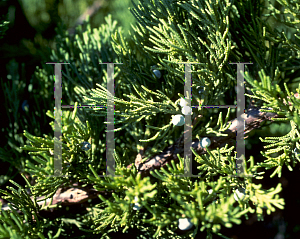 Picture of Juniperus chinensis 