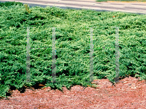 Picture of Juniperus horizontalis 