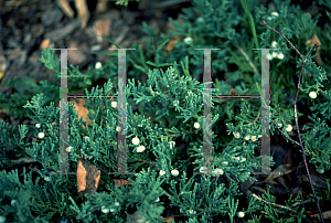 Picture of Juniperus horizontalis 