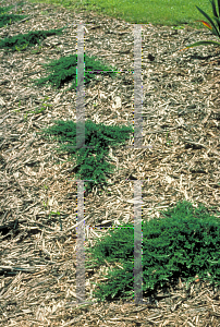 Picture of Juniperus horizontalis 