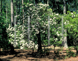 Picture of Kalmia latifolia 