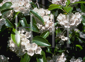 Picture of Kalmia latifolia 