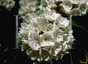 Picture of Kalmia latifolia 