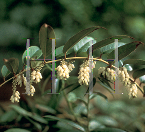 Picture of Leucothoe fontanesiana 