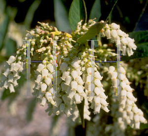 Picture of Leucothoe fontanesiana 