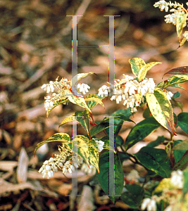 Picture of Leucothoe fontanesiana 'Girard's Rainbow'