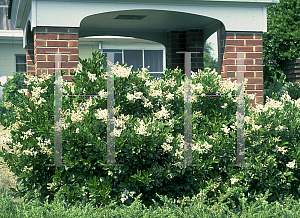 Picture of Ligustrum japonicum 