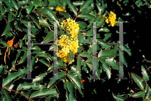 Picture of Mahonia aquifolium 