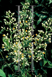 Picture of Nandina domestica 