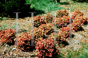 Picture of Nandina domestica 'Nana'