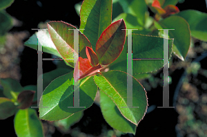 Picture of Photinia x fraseri 