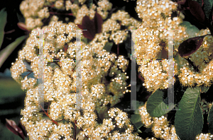 Picture of Photinia x fraseri 