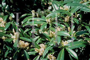 Picture of Prunus laurocerasus 