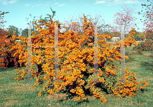 Picture of Pyracantha coccinea 