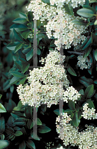 Picture of Pyracantha coccinea 