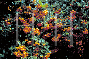 Picture of Pyracantha coccinea 