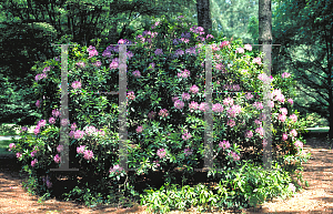 Picture of Rhododendron catawbiense 