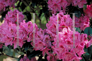 Picture of Rhododendron catawbiense 