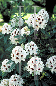 Picture of Rhododendron catawbiense 