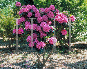 Picture of Rhododendron catawbiense 