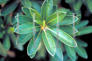 Picture of Rhododendron x obtusum 