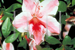 Picture of Rhododendron x obtusum 