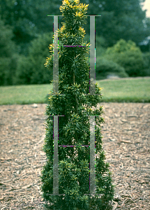 Picture of Taxus baccata 'Standishii'