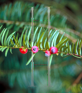 Picture of Taxus cuspidata 