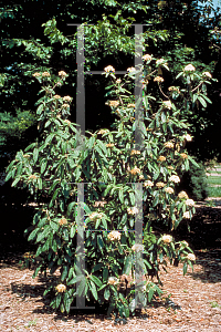 Picture of Viburnum rhytidophyllum 