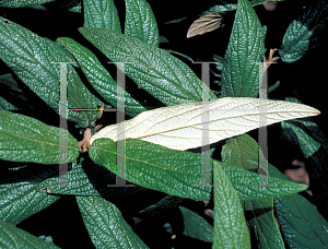 Picture of Viburnum rhytidophyllum 