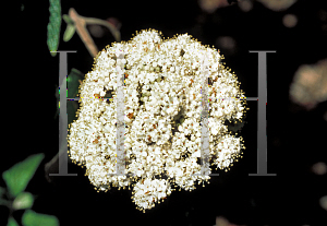 Picture of Viburnum rhytidophyllum 