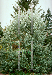 Picture of Elaeagnus angustifolia 