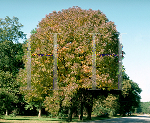 Picture of Fraxinus americana 