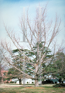 Picture of Ginkgo biloba 